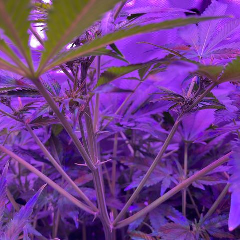 Sensi Skunk Automatic growlog timeline photo