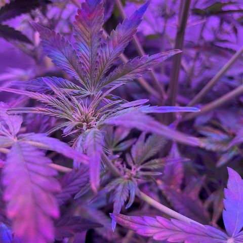 Sensi Skunk Automatic growlog timeline photo