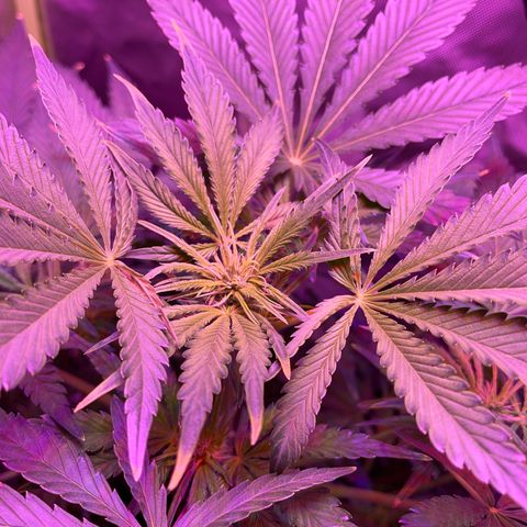 Sensi Skunk Automatic growlog timeline photo