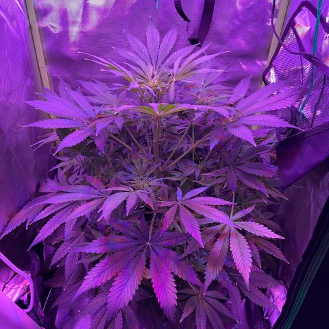 Sensi Skunk Automatic growlog timeline photo