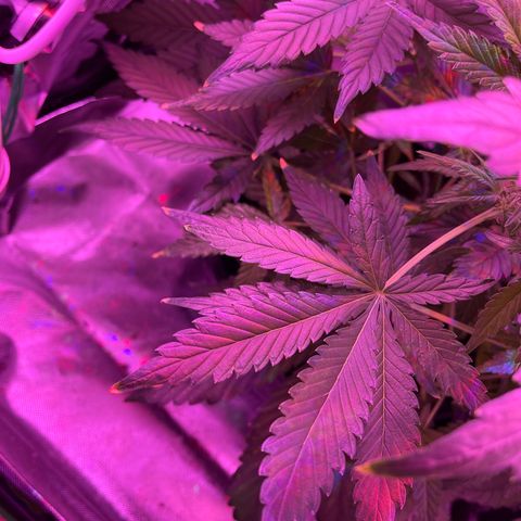 Sensi Skunk Automatic growlog timeline photo
