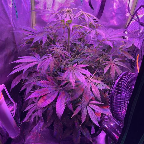 Sensi Skunk Automatic growlog timeline photo