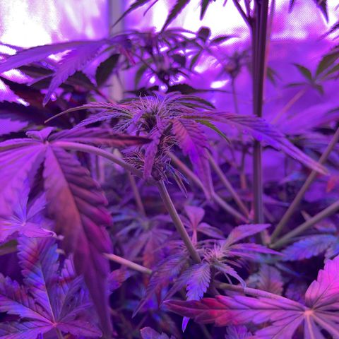 Sensi Skunk Automatic growlog timeline photo