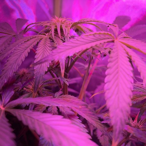 Sensi Skunk Automatic growlog timeline photo