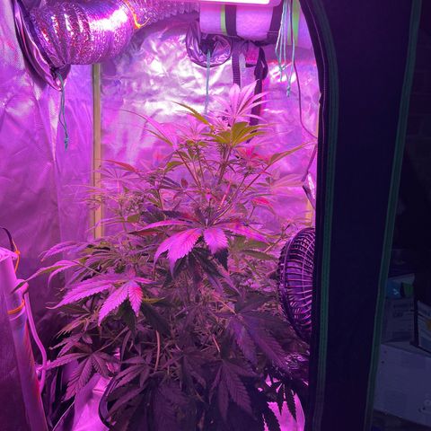 Sensi Skunk Automatic growlog timeline photo