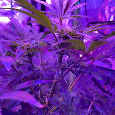 Sensi Skunk Automatic growlog timeline photo