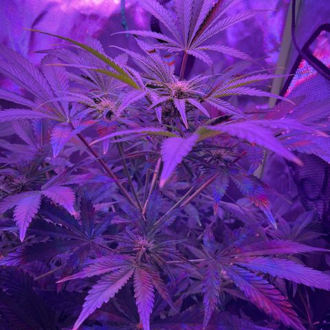 Sensi Skunk Automatic growlog timeline photo