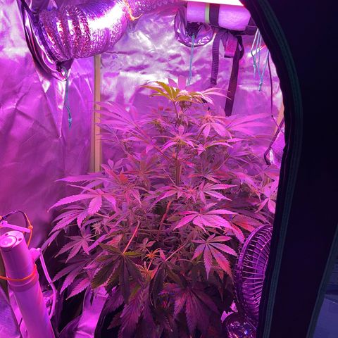 Sensi Skunk Automatic growlog timeline photo