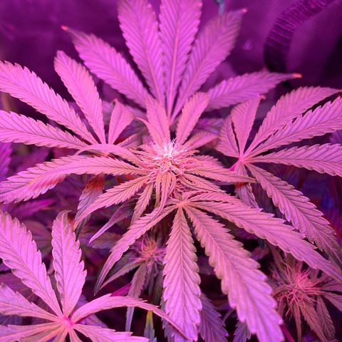 Sensi Skunk Automatic growlog timeline photo