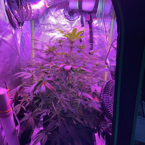 Sensi Skunk Automatic growlog timeline photo