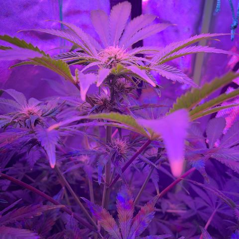 Sensi Skunk Automatic growlog timeline photo