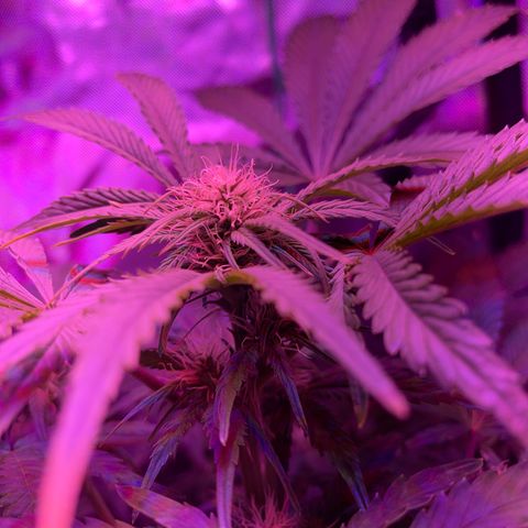 Sensi Skunk Automatic growlog timeline photo