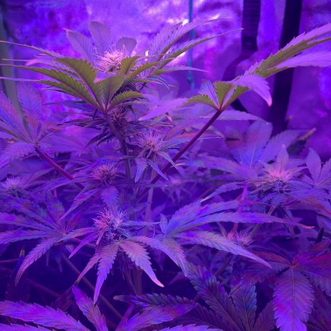Sensi Skunk Automatic growlog timeline photo