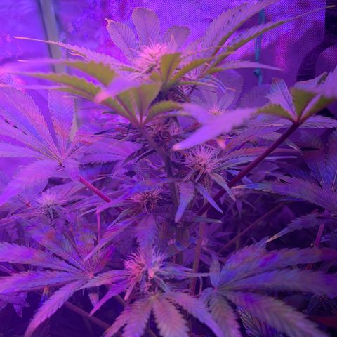 Sensi Skunk Automatic growlog timeline photo