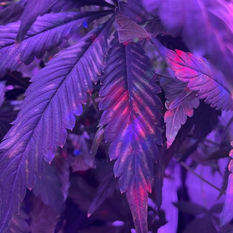 Sensi Skunk Automatic growlog timeline photo