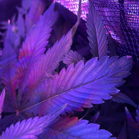 Sensi Skunk Automatic growlog timeline photo