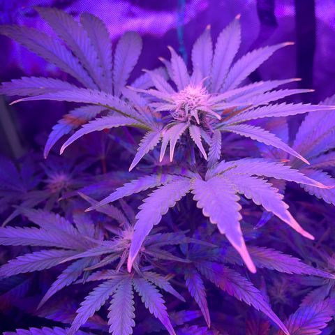 Sensi Skunk Automatic growlog timeline photo