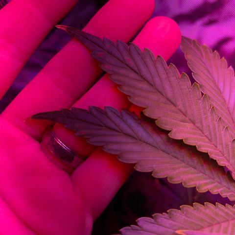 Sensi Skunk Automatic growlog timeline photo