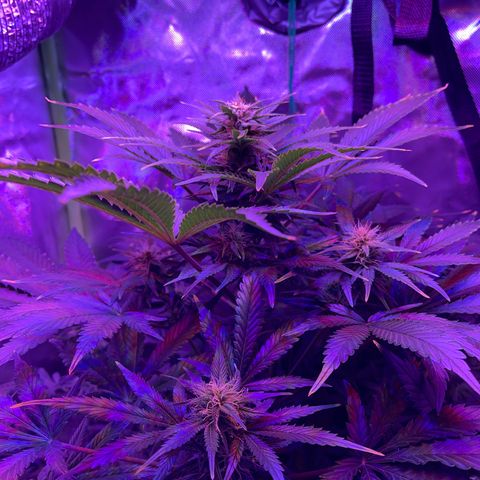 Sensi Skunk Automatic growlog timeline photo