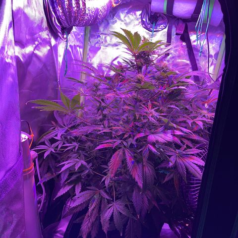 Sensi Skunk Automatic growlog timeline photo