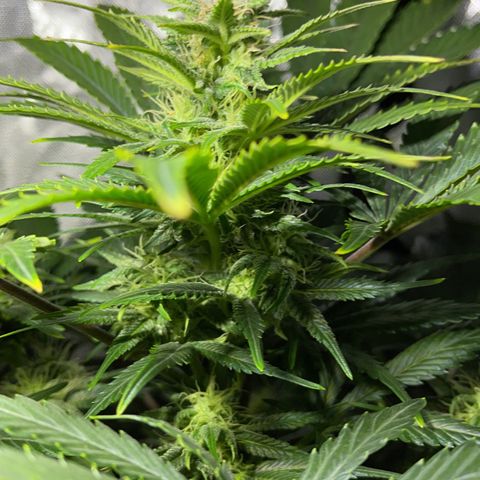 Sensi Skunk Automatic growlog timeline photo