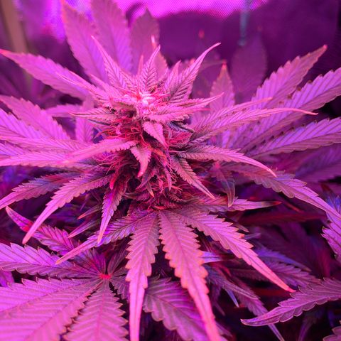 Sensi Skunk Automatic growlog timeline photo