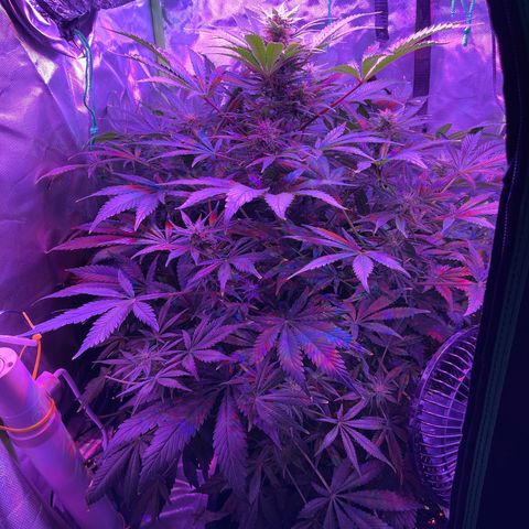 Sensi Skunk Automatic growlog timeline photo
