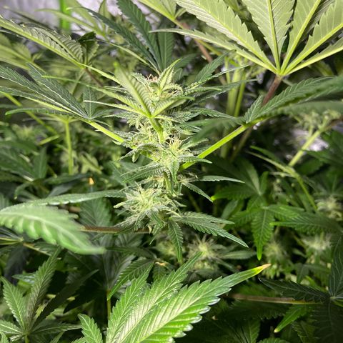 Sensi Skunk Automatic growlog timeline photo