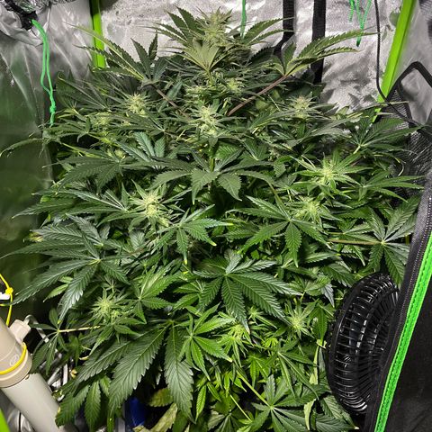 Sensi Skunk Automatic growlog timeline photo