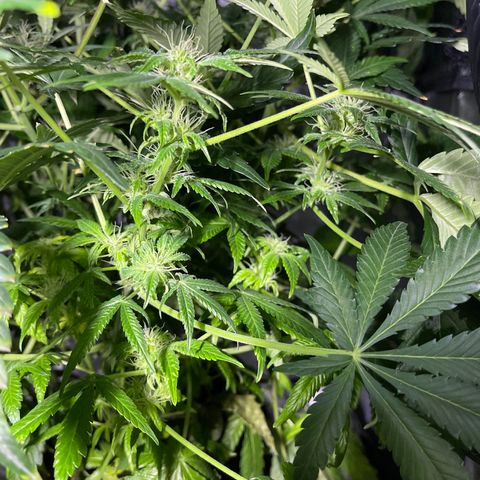 Sensi Skunk Automatic growlog timeline photo