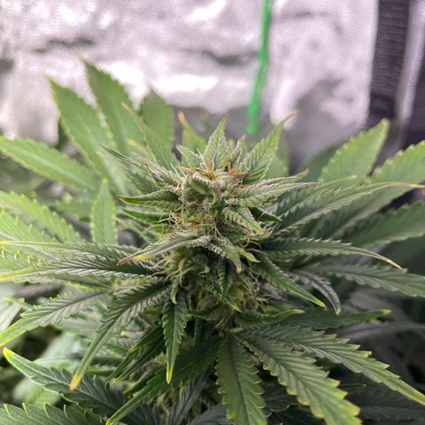 Sensi Skunk Automatic growlog timeline photo
