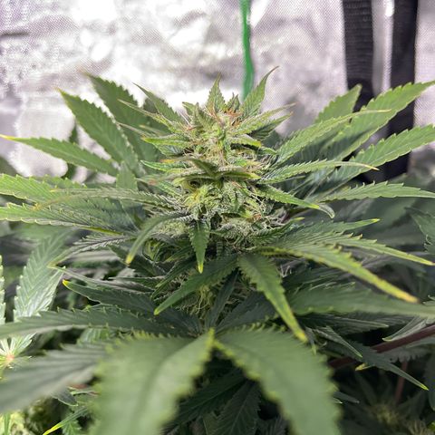 Sensi Skunk Automatic growlog timeline photo