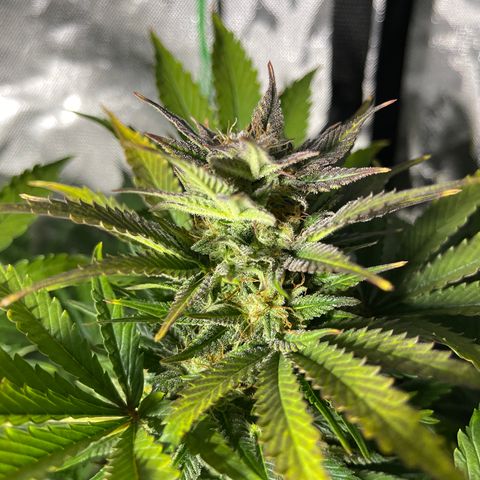 Sensi Skunk Automatic growlog timeline photo