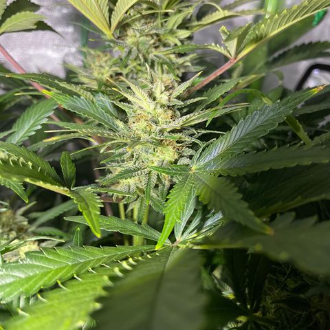 Sensi Skunk Automatic growlog timeline photo