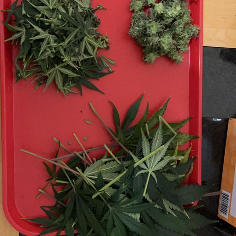 Sensi Skunk Automatic growlog photo: Harvested top buds that were ready and wet trimmed the sugar leaves. 

Placed in drying tent in cupboard. 
