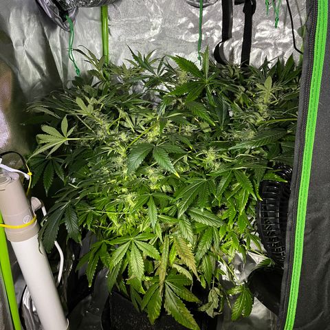 Sensi Skunk Automatic growlog photo: Harvested top buds that were ready and wet trimmed the sugar leaves. 

Placed in drying tent in cupboard. 