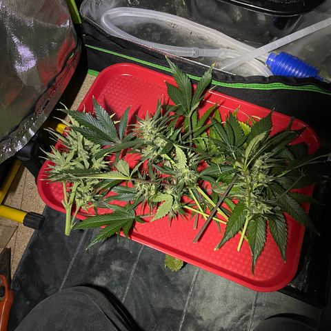 Sensi Skunk Automatic growlog photo: Harvested top buds that were ready and wet trimmed the sugar leaves. 

Placed in drying tent in cupboard. 
