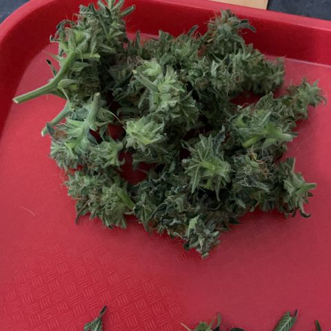 Sensi Skunk Automatic growlog photo: Harvested top buds that were ready and wet trimmed the sugar leaves. 

Placed in drying tent in cupboard. 