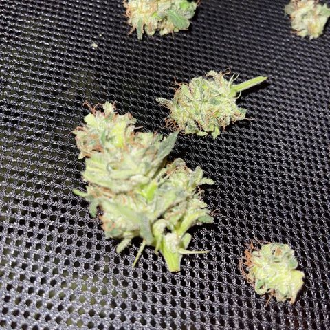 Sensi Skunk Automatic growlog timeline photo