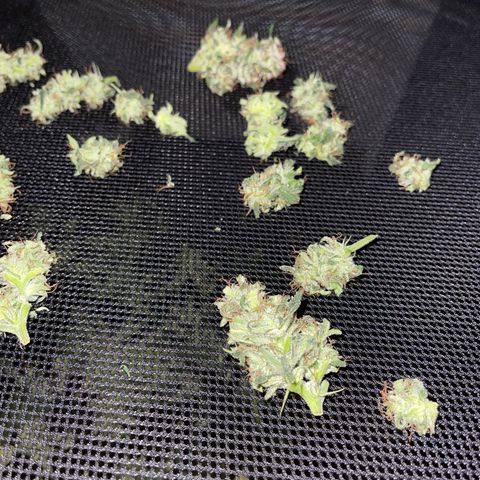Sensi Skunk Automatic growlog timeline photo