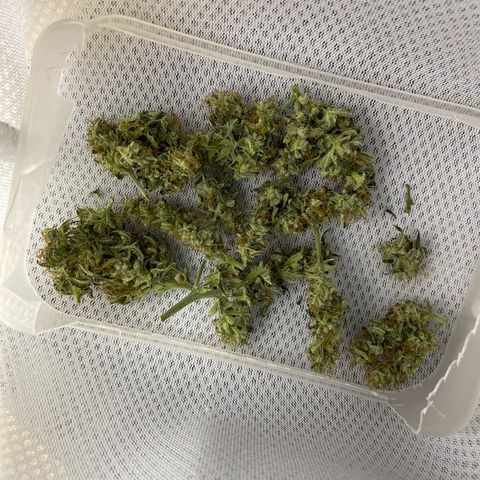 Sensi Skunk Automatic growlog photo: Watered 3000ml 