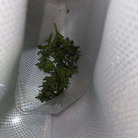 Sensi Skunk Automatic growlog timeline photo