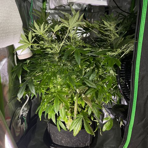 Sensi Skunk Automatic growlog timeline photo