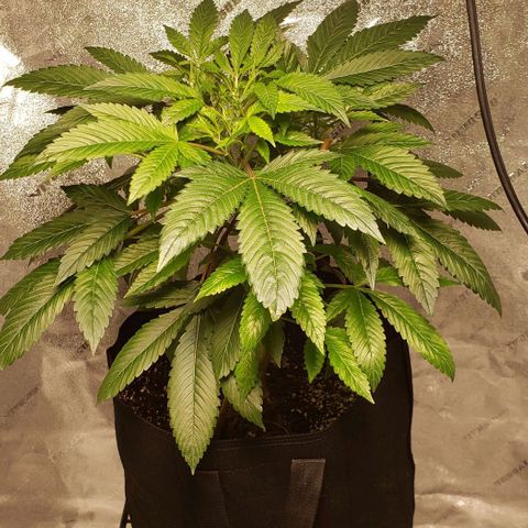 CSL #1 growlog timeline photo