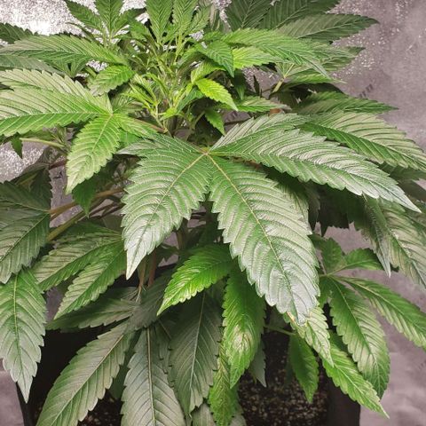 CSL #1 growlog timeline photo