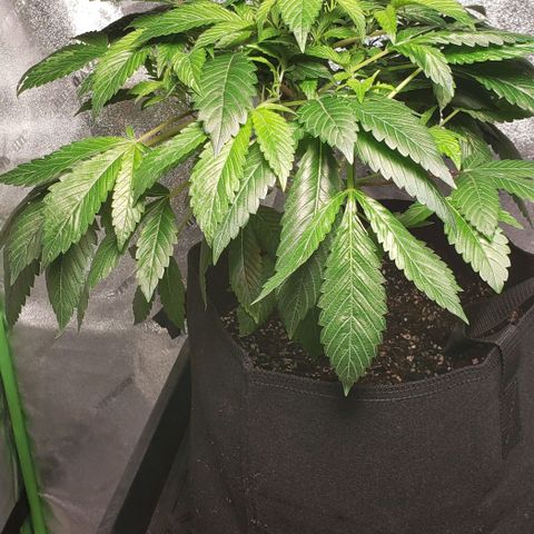 CSL #1 growlog timeline photo