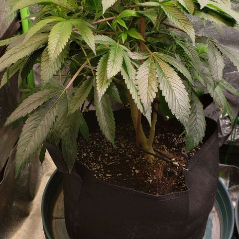 CSL #1 growlog timeline photo