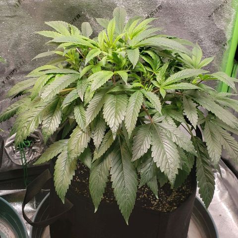CSL #1 growlog timeline photo