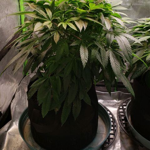 CSL #1 growlog timeline photo