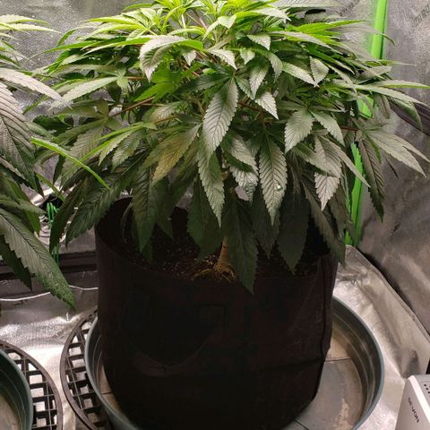 CSL #1 growlog timeline photo